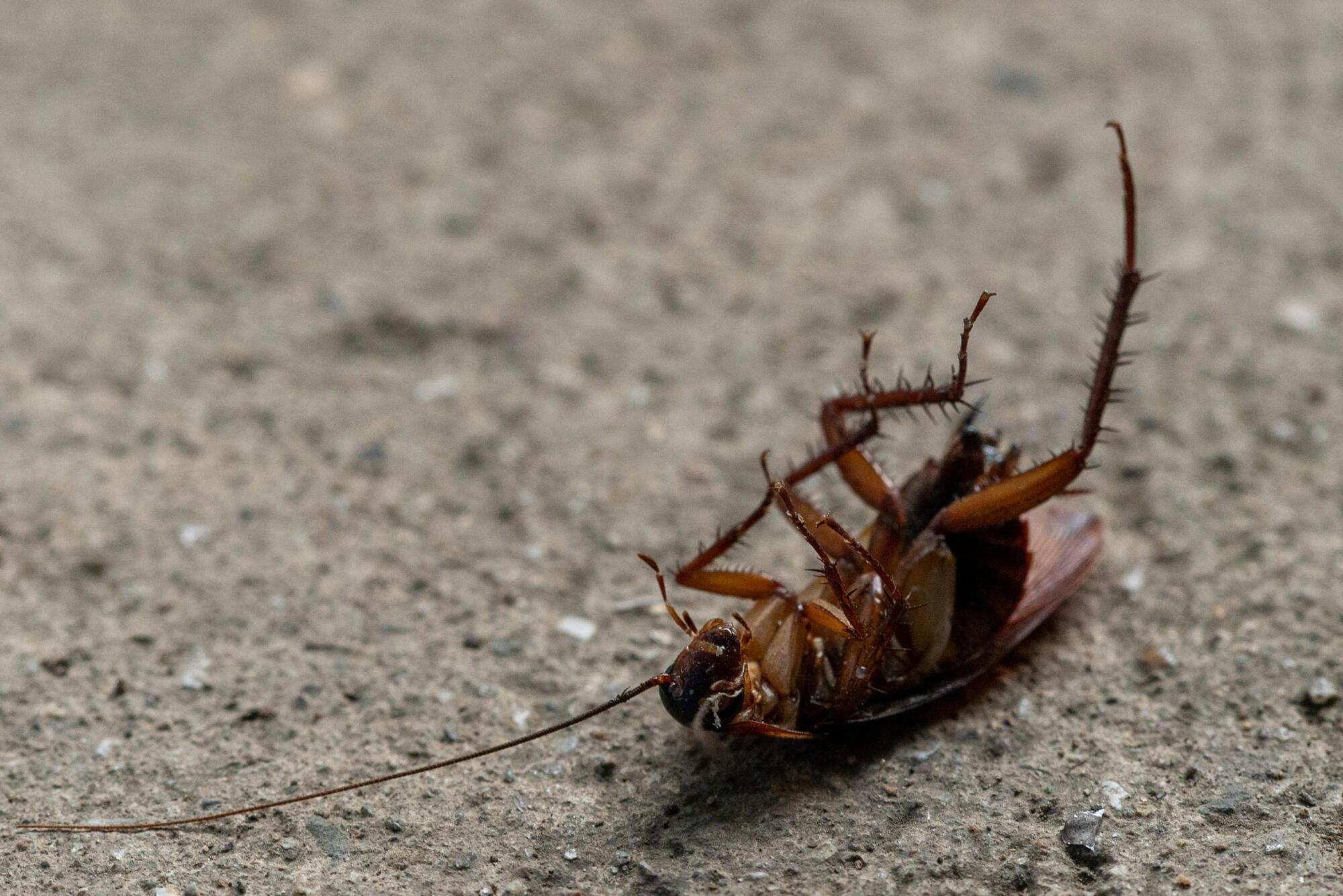 Roron Insecto Discover 6 Amazing Benefits of Insect and Rodent Control