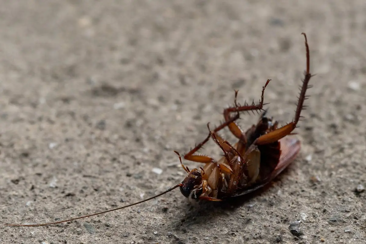 Radroach Attack Combating Roach Infestations: Effective Strategies For Northern ...